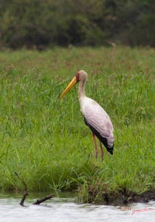 LOANGO-Riviere-Rembo-Ngove-Oiseau-Tantale-Ibis-Mycteria-ibis-12E5K2IMG_78735wtmk-Web